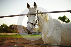 Portrait of a white horse grazes outdoor at summer