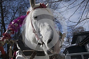 Portrait of a white horse in harness, A head shot of a single horse.