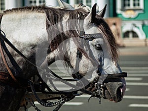 Portrait of white horse harnessed to a cart with harness at the city street