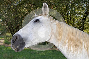 Portrait of a white horse in a meadow in the south of France