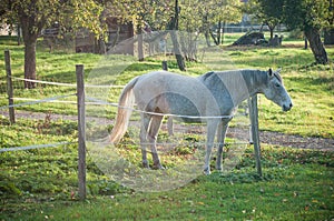 white horse in a meadow