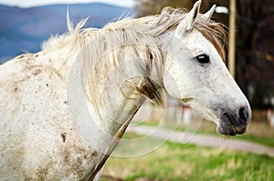 Portrait of white horse outdoor