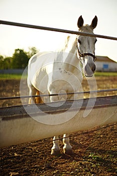 Portrait of a white horse in a paddock near water bowl