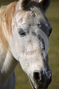 Portrait of a white horse in pasture