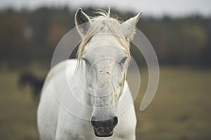 Portrait white horse on pasture