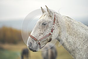 Portrait white horse on pasture