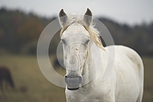 Portrait white horse on pasture