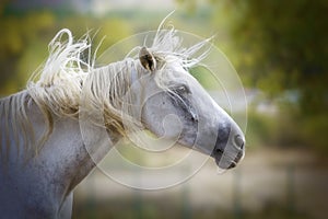 Portrait of a white horse shaking its mane