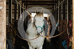 Portrait of White Horse in Stables