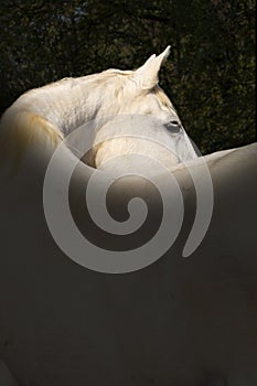 Portrait of a white horse taken from behind