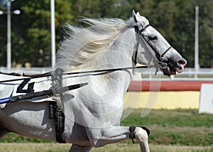 Portrait of a white horse trotter breed in motion on hippodrome.