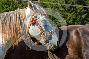 Portrait of white horse. White horse head in stable closeup. Rural ranch life. Farm animals concept.