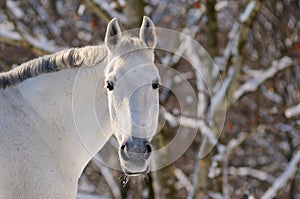 Portrait of white horse in winter