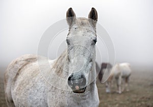 Portrait white horses on pasture