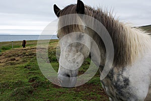 Portrait of a white icelandic horse, Iceland