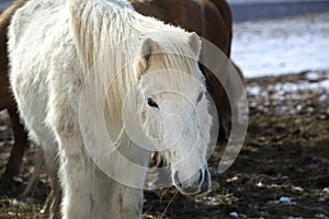 Portrait of a white Icelandic horse in winter landscape