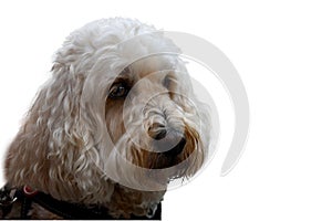 Portrait of a white labradoodle