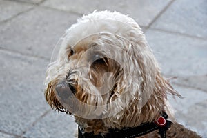 Portrait of a white labradoodle