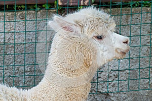 Portrait of a white lama in lamas farm