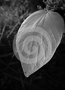 portrait of a white leaf in closed up