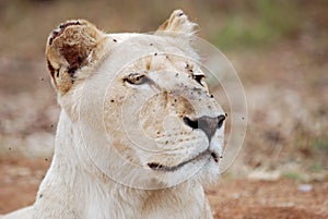 Portrait of white lioness