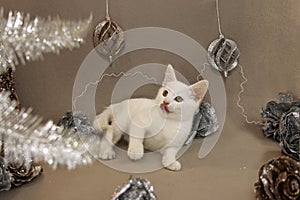 Portrait of a white little kitten on a beige background