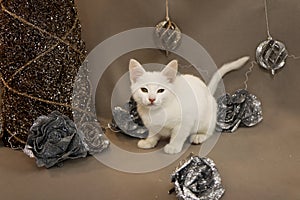 Portrait of a white little kitten on a beige background
