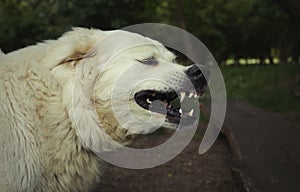 Portrait of white livestock guard dog. A close-up view of a young dog`s head