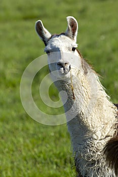 Portrait of white Llama.