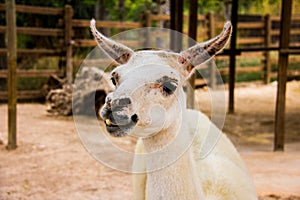 Portrait of a white llama, Lama glama