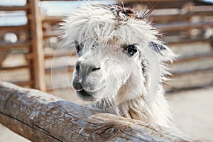 Portrait of white llama near wooden fence