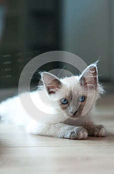 Portrait of white long hair birman cat with blue eyes
