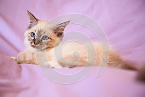 Portrait of white long hair birman cat with blue eyes