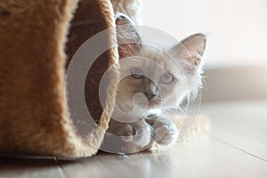 Portrait of white long hair birman cat with blue eyes
