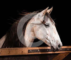 Portrait of white Lusitano horse, on black background