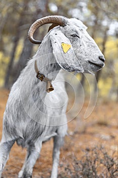 Portrait of white mature Anglo-Nubian goat grazing in a forest in the mountains in Northern Cyprus. The animal is looking at the