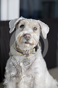 Portrait of a White miniature Schnauzer photo