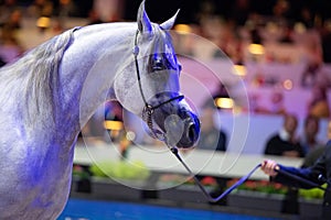 Portrait of white moveing Arabian horse at open arabian show. posing inside cover manege