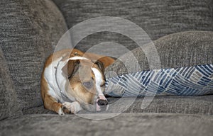 Portrait of a white/multi colored Pitbull Boxer mix resting on a couch