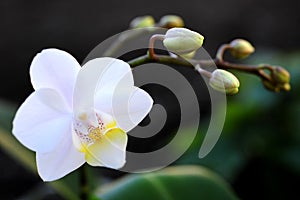 A portrait of a white orchid.