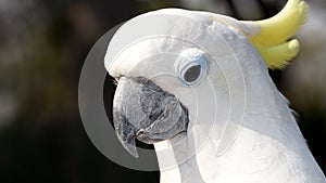 Portrait of a white parrot with a yellow tuft