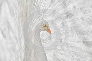 Portrait of White Peacock