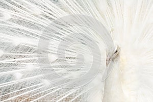 Portrait of a white peacock, with open feathers, performing the bridal dance