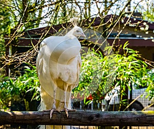 Portrait of a white peacock. popular color mutation in aviculture, tropical bird from Asia