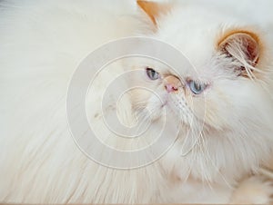 Peke-faced Persian cat photo