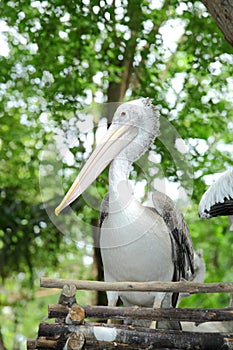 The portrait of White Pelican