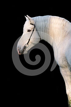 Portrait of white Percheron Draft Horse with long mane against black background