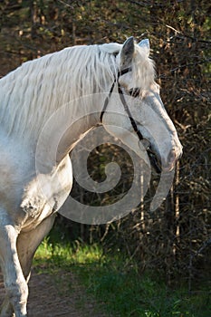 Portrait of white Percheron Draft Horse posing in  forest