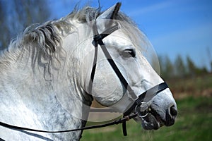 Portrait of white Percheron horse