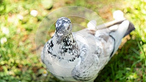 Portrait of a white pigeon spotted with blue gray.